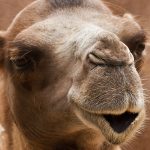 The Wild Bactrian Camel: An Animal Hero for Our Time?