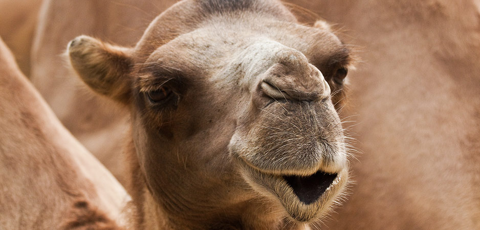 The Wild Bactrian Camel: An Animal Hero for Our Time?